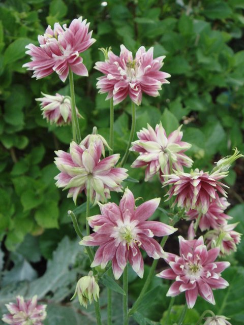 Aquilegia vulgaris 'Nora Barlow' fleur